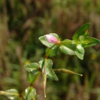 Torenia anagallis (Burm.f.) Wannan, W.R.Barker & Y.S.Liang